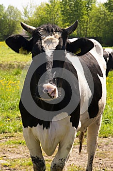 Black and white cattle cows grazing on farmland.