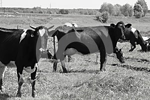 Black and white cattle cows grazing on farmland.