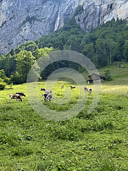 Black and white cattle on the hillside in Switzerland