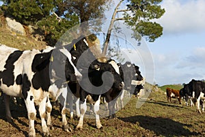 Black and white cattle standing together