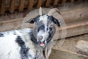 A black and white checked pygmy goat, Capra aegagrus hircus