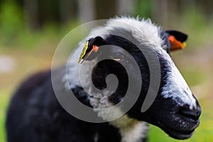 A black and white cheep at a farm