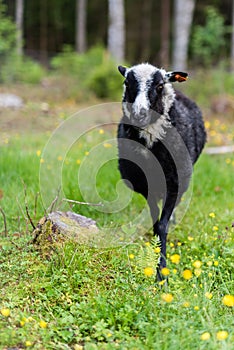 A black and white cheep at a farm