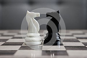 Black and white chess horses in front of each other as challenge and competition concept.