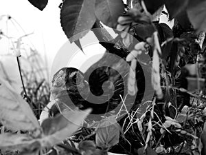 Black and white chicken behind tree