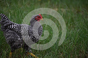 Black and white chicken rooster free ranging side view