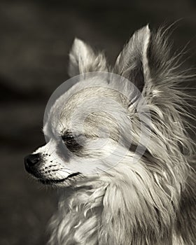 Black and white Chihuahua