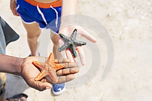 Black and white child show starfish caught on the beach at the sea