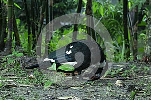 Black and white China ducks stand on prostration photo