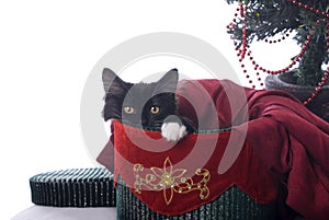 Black and White Christmas Kitty in a Velvet Box