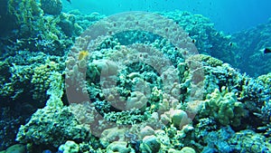 Black and white Chromis swims above coral reef . (Chromis dimidiata) slow motion