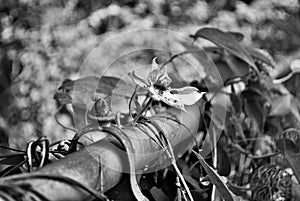 Black and white Clematis gypsy queen flower growing on a chain link fence