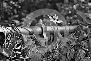 Black and white Clematis gypsy queen flower growing on a chain link fence