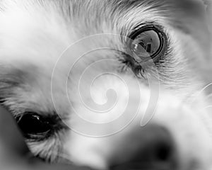 Black and White close of Dog`s face