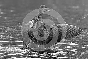 Black and white close up of Black Duck water splash