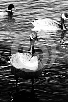 Black and white close-up of a Canada goose