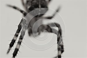 Black and white close up of hairy legs on cross orb weaver spider