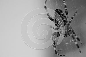 Black and white close up of hairy legs on cross orb weaver spider