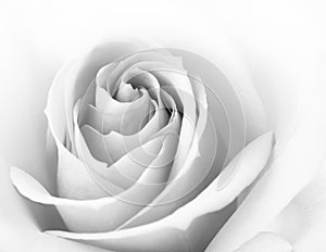 Black and White Close up Image of Beautiful Pink Rose. Flower Background