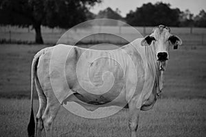 Black and white close up image of a Brahma cow