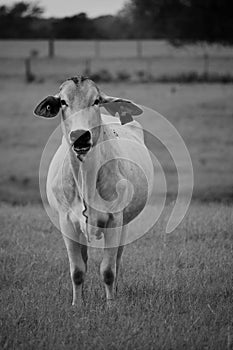 Black and white close up image of a Brahma cow