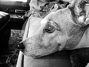 Black and white close up of jack russell terrier