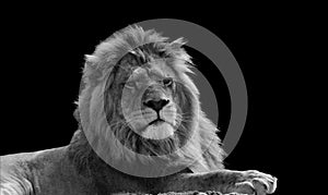 Black and white Close Up Of Lion king isolated on black