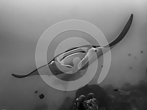 Black and White Close Up Pelagic Manta Ray Face Underwater