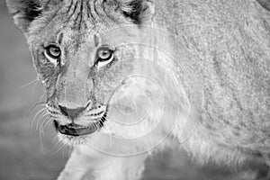 A black and white close up portrait of a walking female lioness