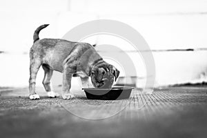 Black and white of close-up small homeless puppy eating food.