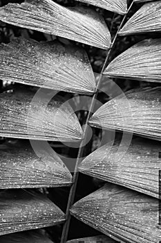 Black and White Close Up Textures in Palm Frond Costa Rica