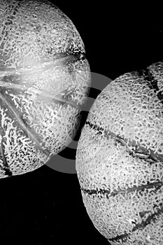 A black and white close view of two honeydew melons.