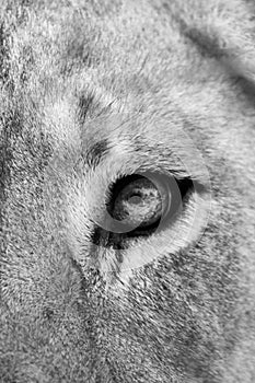 Black and white closeup of lion in the savannas