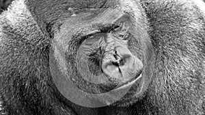 Gorilla portrait close-up in black and white