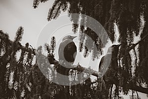 Black and white closeup of two crows sitting on a fir tree branch