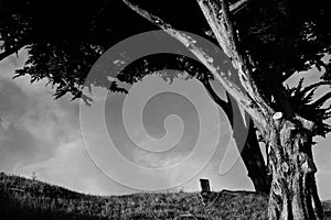 Black & White Coastal Cypress Against Sky