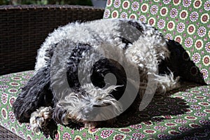 Black and white cockapoo asleep on a sofa