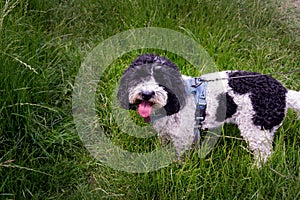 Black and white cockapoo in a field