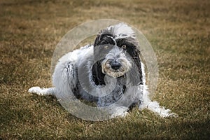 Black and White Cockapoo laying down in a field