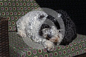Black and white cockapoo resting on a sofa