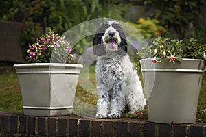 Black and White Cockapoo sitting down in her garden