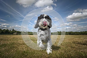 Black and White Cockapoo walking towards the camera in a field