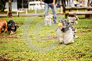 Black and White Cocker Spaniel running photo