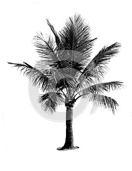 Black and white coconut tree