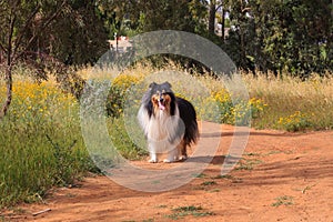 Black and white collie dog walking on the road.