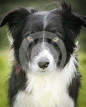 Black and white collie intense focus expression