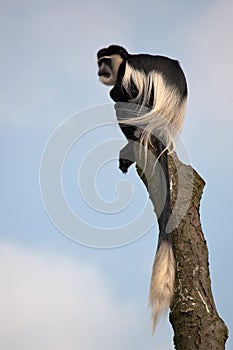 Black-and-white colobus photo