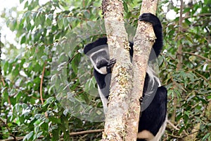 Black-and-white colobus, Bwindi National Park, Uganda