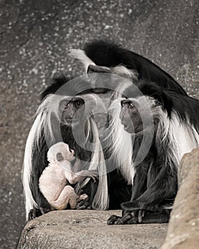 Colobus monkey family portrait photo