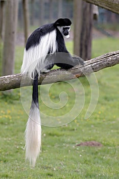 Black and White Colobus (Colubus)